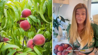 A split hero image with peaches growing on a tree on the left and a screen grab of horticulturist Melissa King on the right.