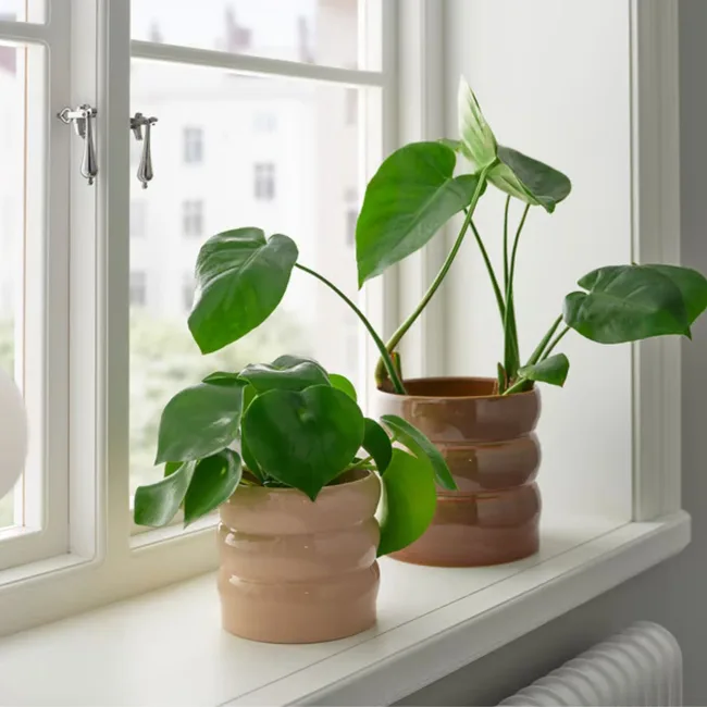 HASSELBUKETT potplant