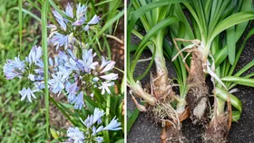 The best no-dig method for killing agapanthus, according to a horticulturalist