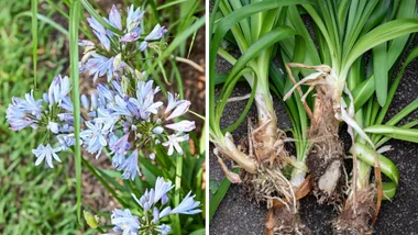 The best no-dig method for killing agapanthus, according to a horticulturalist