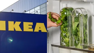 ikeas herb storage container in fridge
