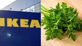 IKEA’s $6 trick keeps herbs fresh for 3 weeks – here’s how it works