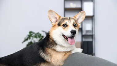 Save on pet essentials with a Jumbo Pets discount code.