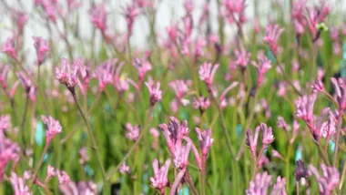 bush flamingo kangaroo paw