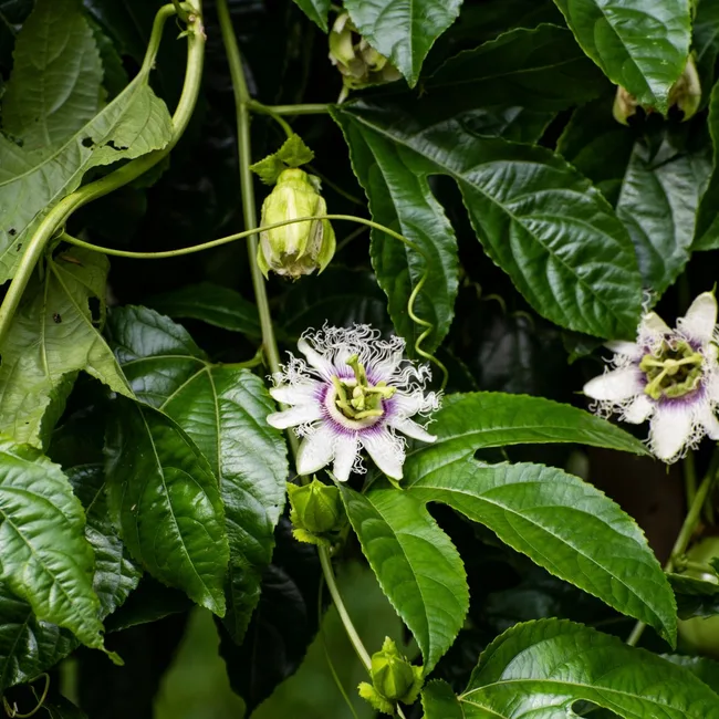 passionfruit vine growing
