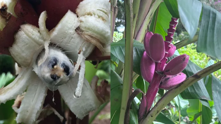 Pink bananas are real, but they’re not what you think