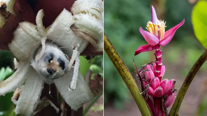 Pink bananas are real – but you probably wouldn’t eat one