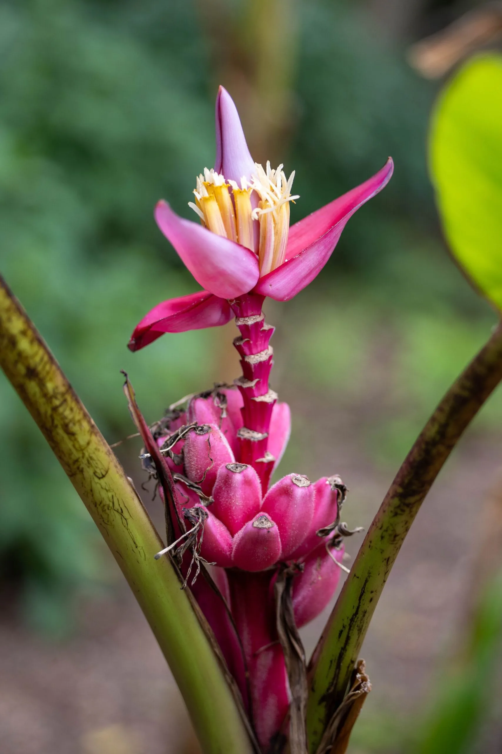 pink banana plant in bloom in sydney