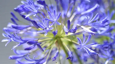 10 plants Aussie gardeners wish they’d never planted – “it’s a nightmare”