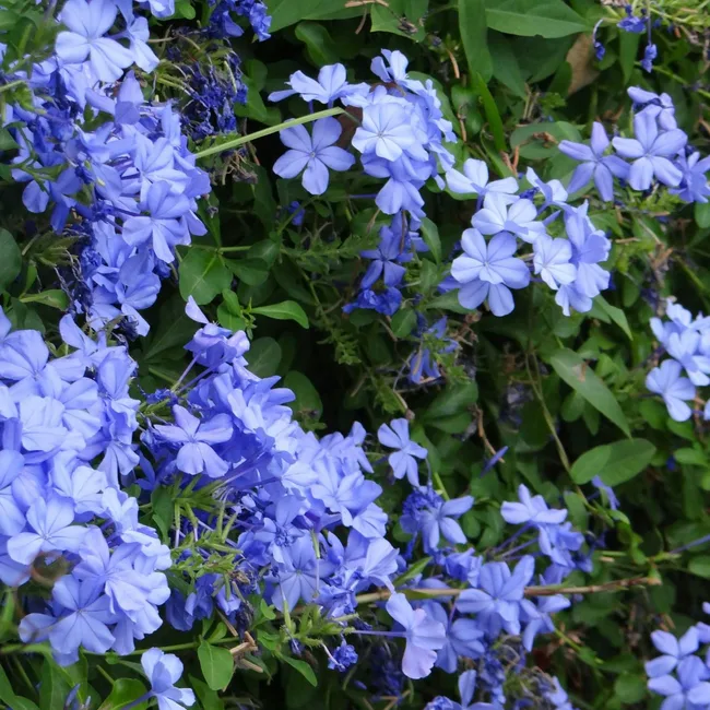 plumago beautiful blue flowers