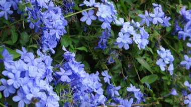 plumbago spreading in backyard