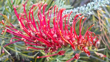rica grevillea native plant