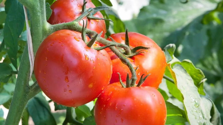 Seed growing trick will save you hundreds at Bunnings