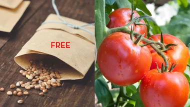 LIBRARIES GIVING AWAY FREE SEEDS