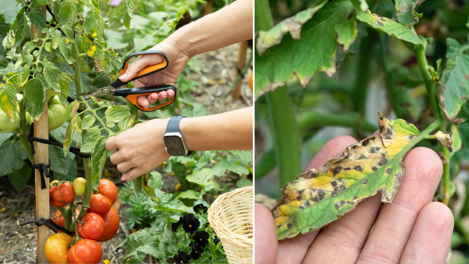 The 5 reasons why your tomato leaves are turning yellow - Better Homes &  Gardens Australia