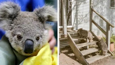 koala being help with yellow blanket around it and wombats walking up outdoor staircase