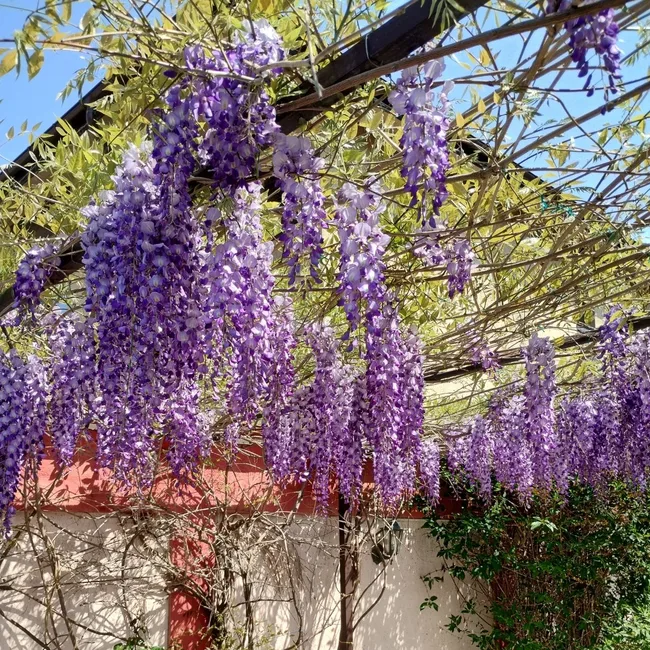 wisteria growing on fence