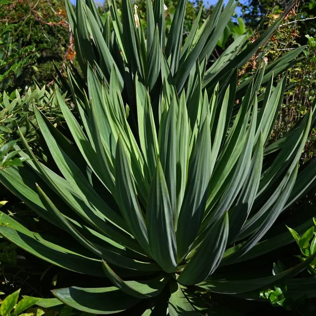 yukka plant taking over a garden
