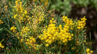acacia snowy river wattle