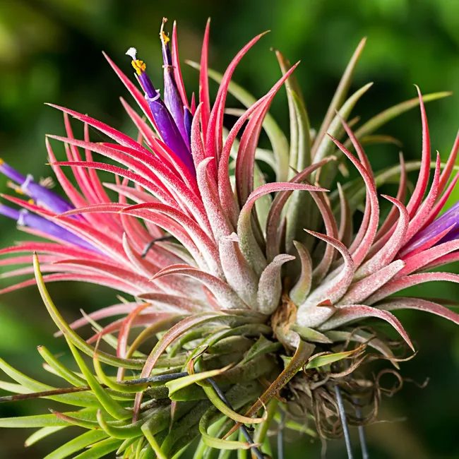 air-plant