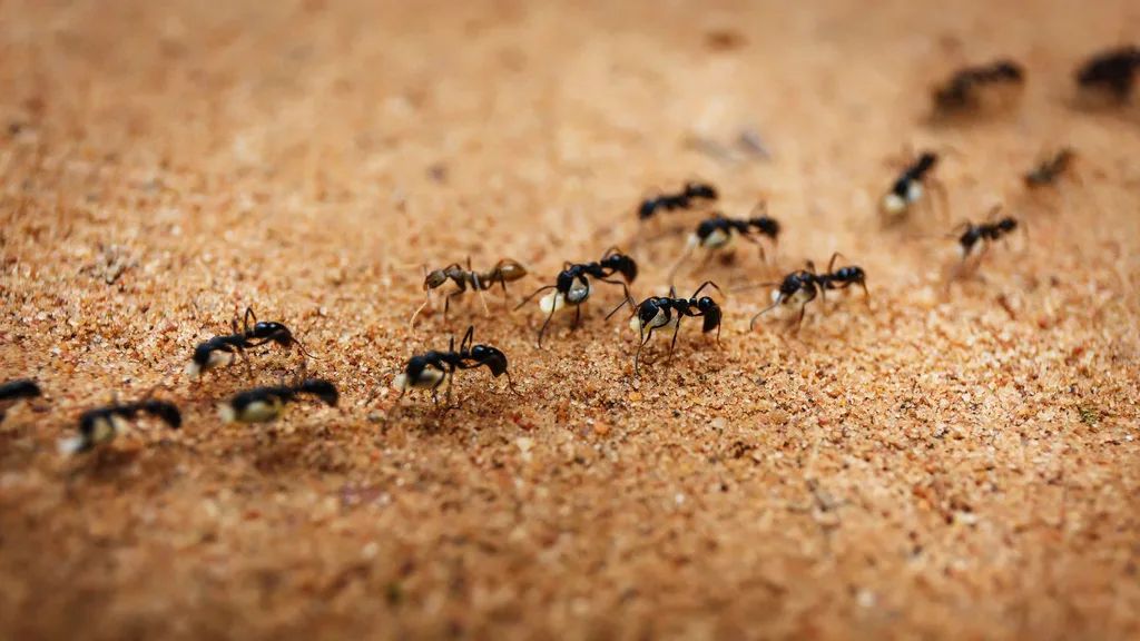 ants on the gorund