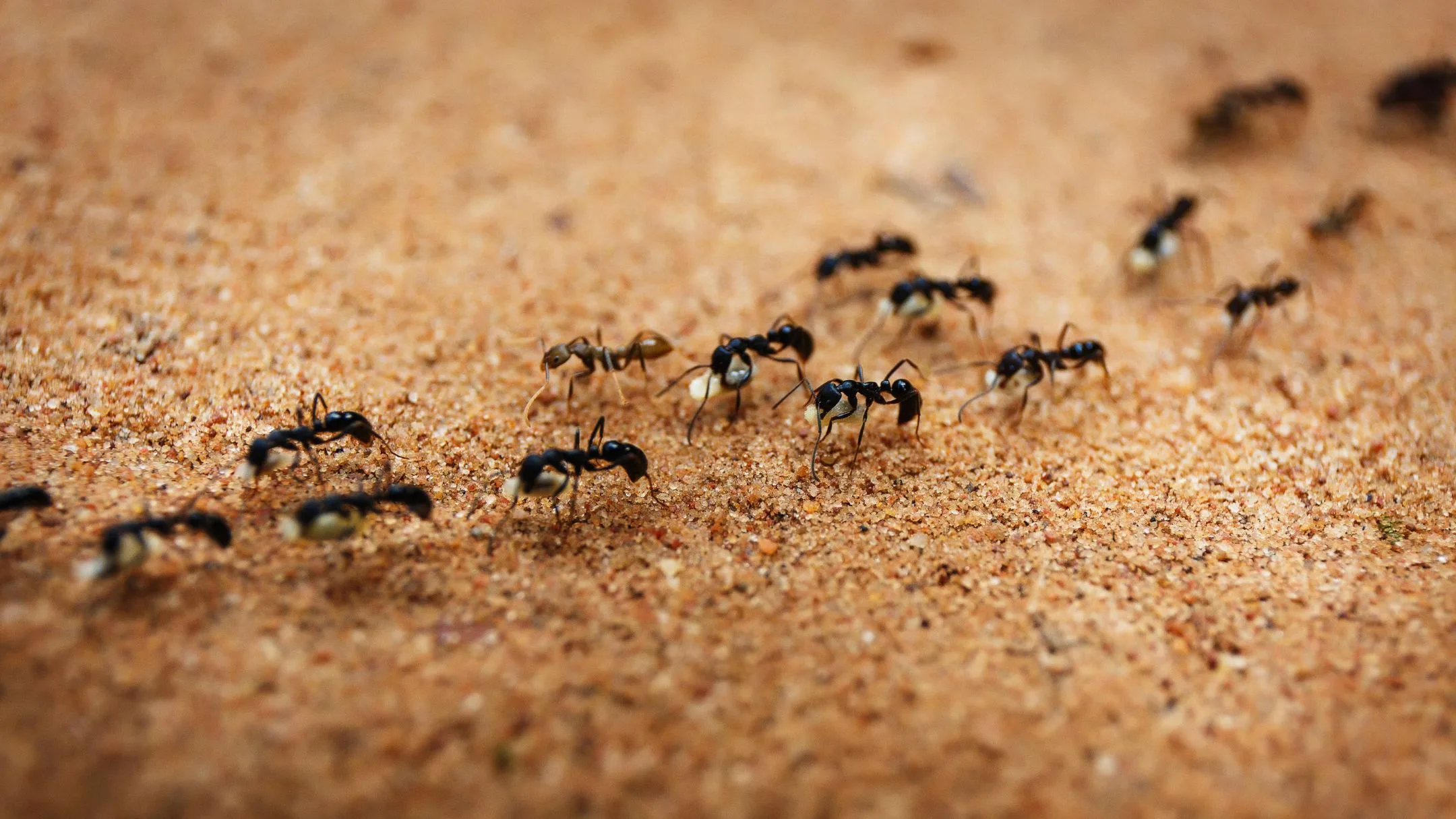 ants on the gorund