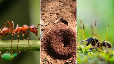 red ant with aphid ant hill and black garden ant