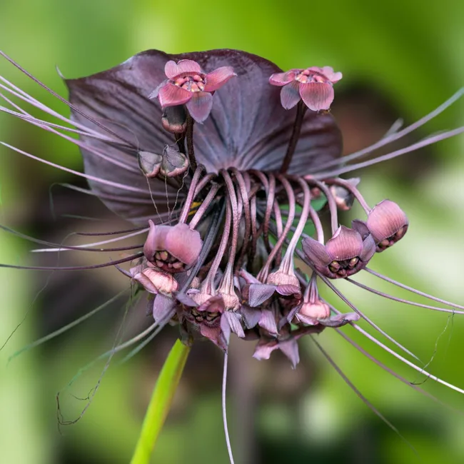 bat-flower