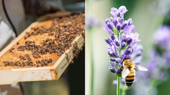 why honey prices are going up