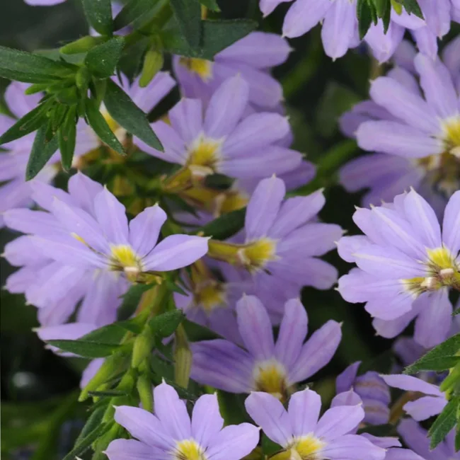 BLUE PRINT SCAEVOLA