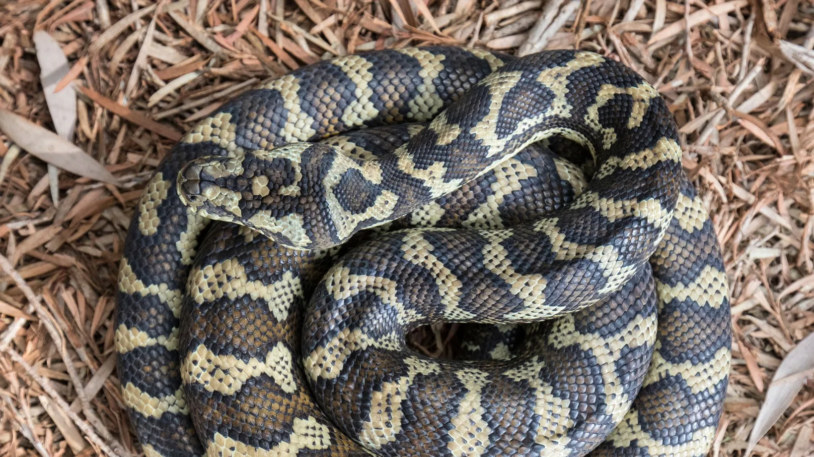 Chicken Trap Python Carpet Pythons: Are They Dangerous To People And Pets? - Better Homes ...