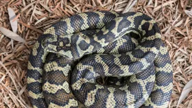 Do chickens attract snakes? Why Australian snake catchers are busier than ever
