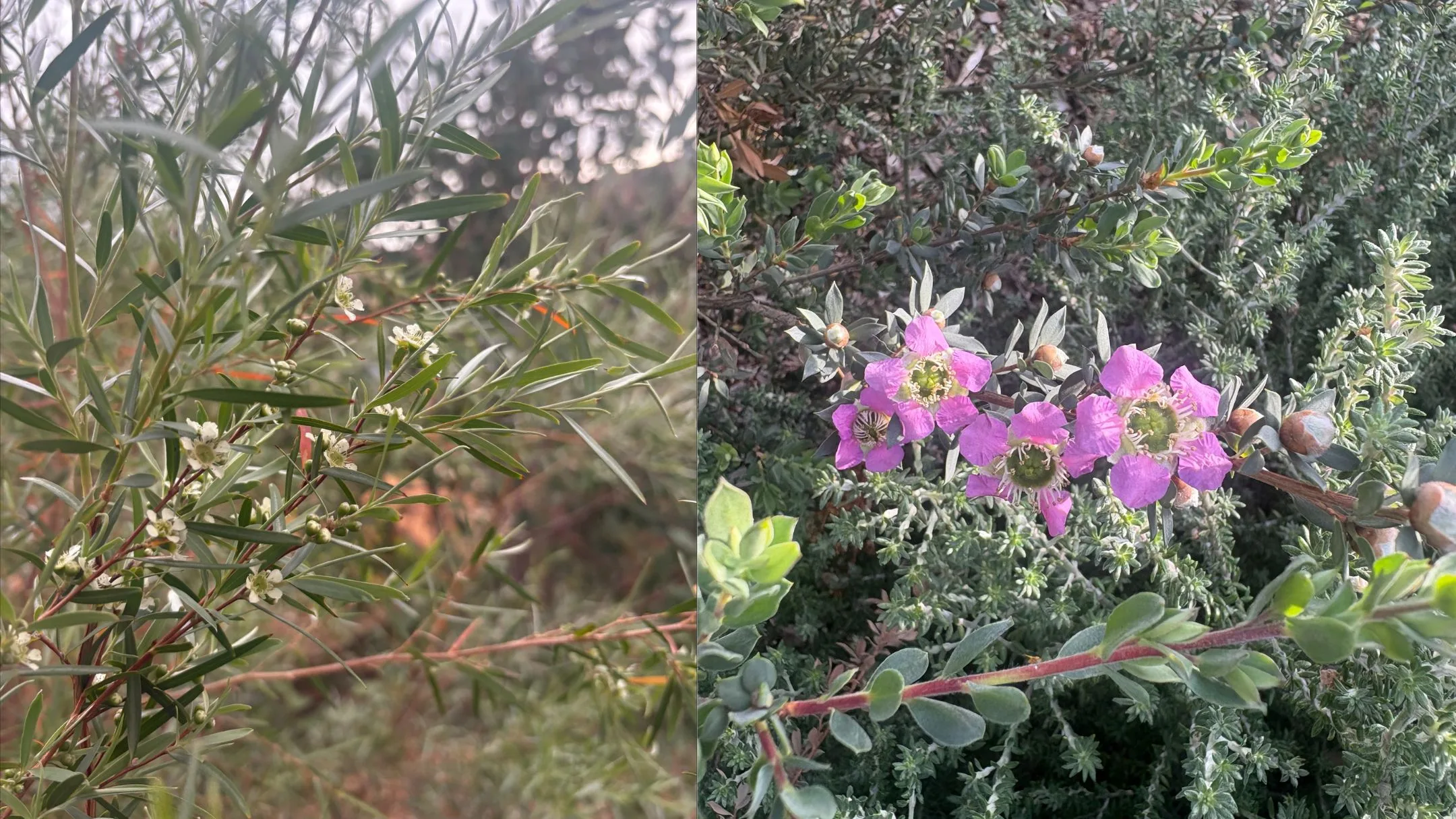 In Chris's garden: Leptospermum brachyandrum ‘Silver Weeping Tea Tree’ and Hakea ‘Pin Ball’.