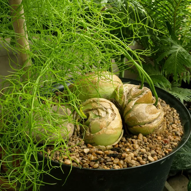 clinbing-sea-onion