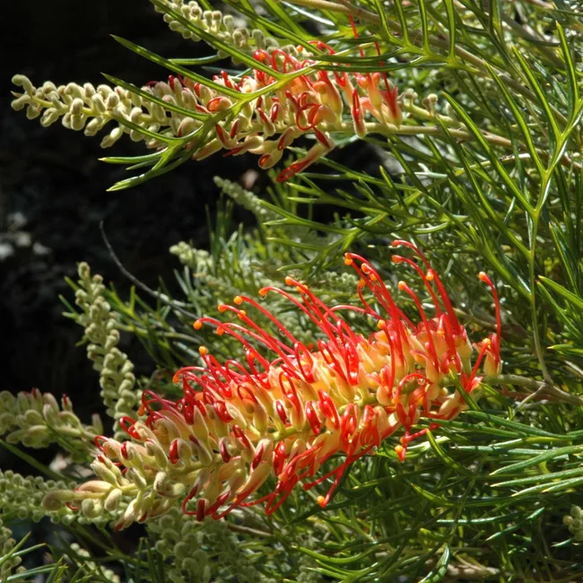 Grevillea coral fusion