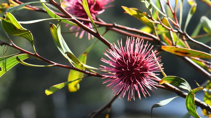 hakea pin ball native shrub