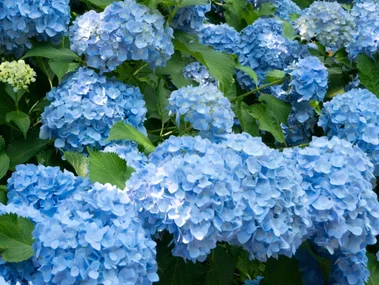 Replace unsuitable hydrangeas with this heat-friendly native alternative