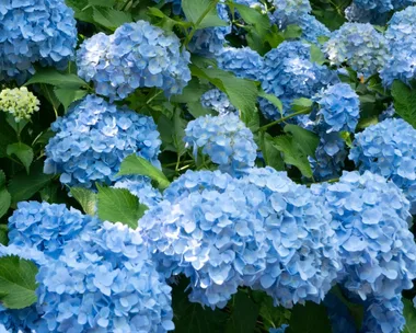 Replace unsuitable hydrangeas with this heat-friendly native alternative