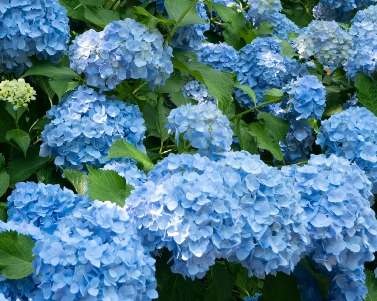 Replace unsuitable hydrangeas with this heat-friendly native alternative