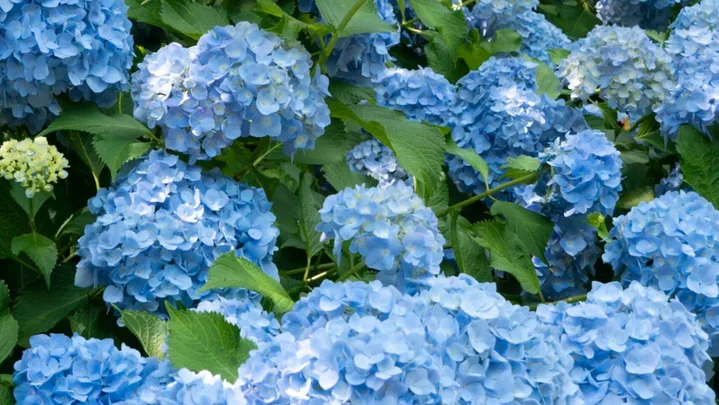 Replace unsuitable hydrangeas with this heat-friendly native alternative