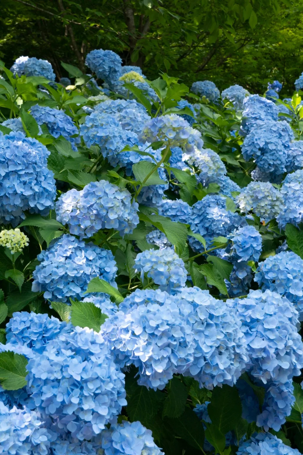 How to grow hydrangeas in your backyard