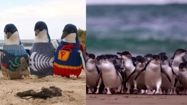 knitted jumpers for penguins