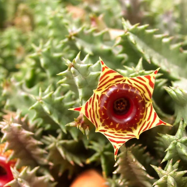 lifesaver-plant
