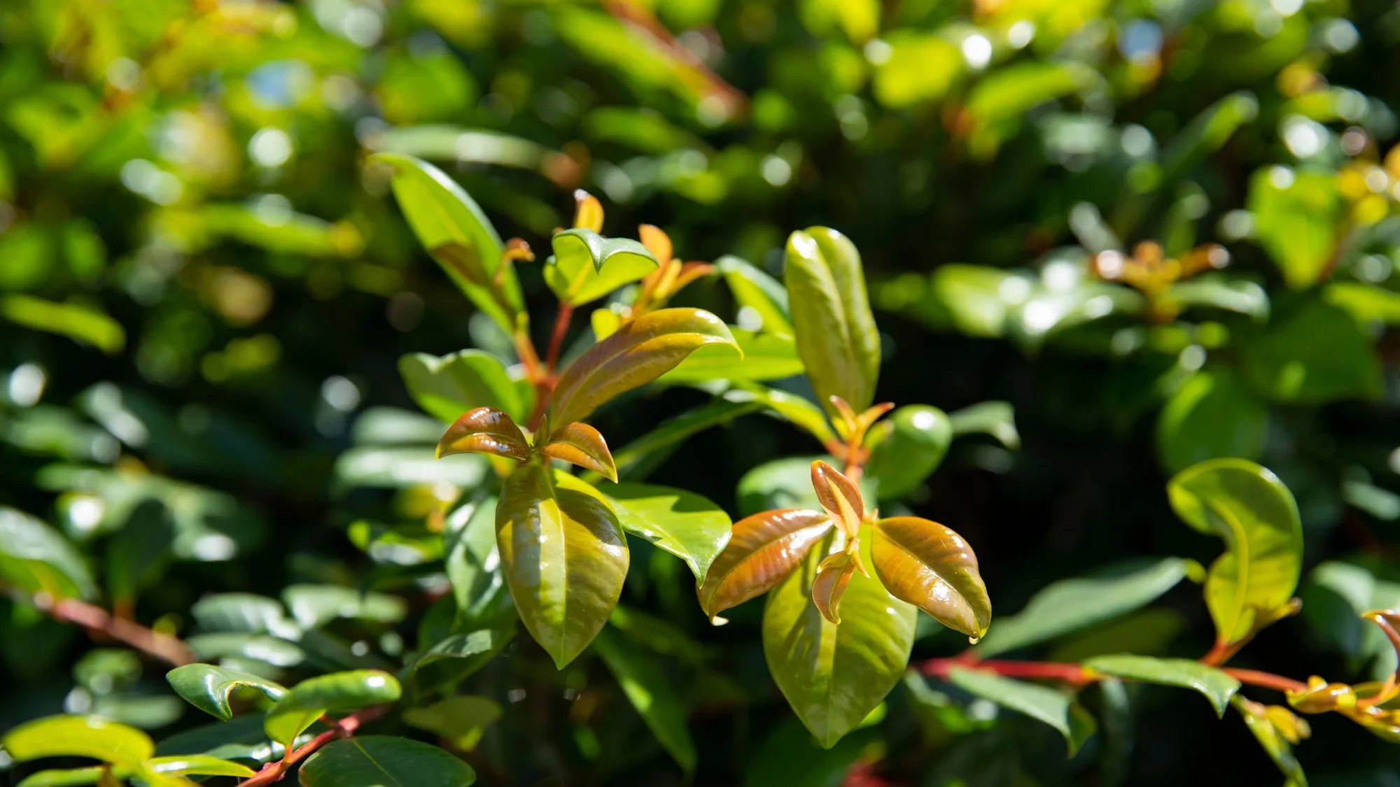 Best native screen plants for privacy (better than a hedge) - Better ...