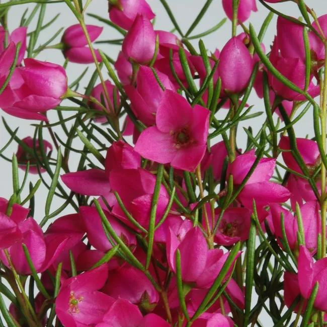 MAGENTA STARS