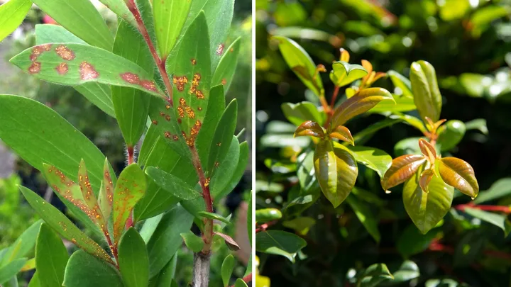 Spotted orange spots on your plants? It could be myrtle rust – what to do next