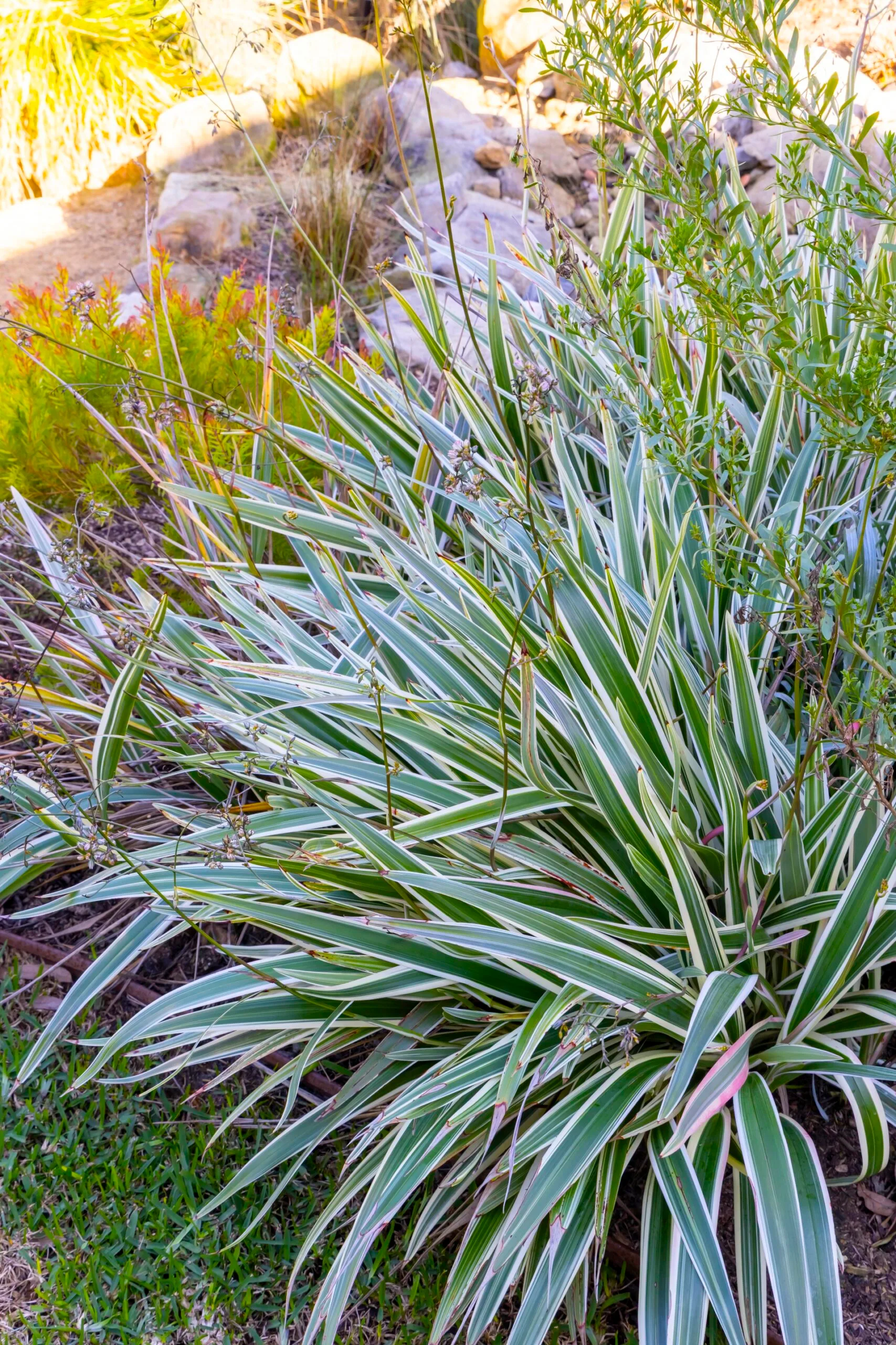 kath gadd garden with lomandra and native grasses