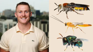 Clancy Lester: Australia&rsquo;s wasps aren&rsquo;t the villains you think they are &ndash; here&rsquo;s the truth