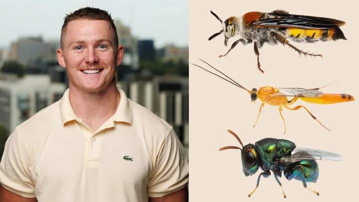 Clancy Lester: Australia’s wasps aren’t the villains you think they are – here’s the truth