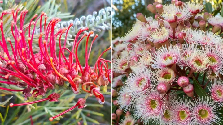low maintenance new natives